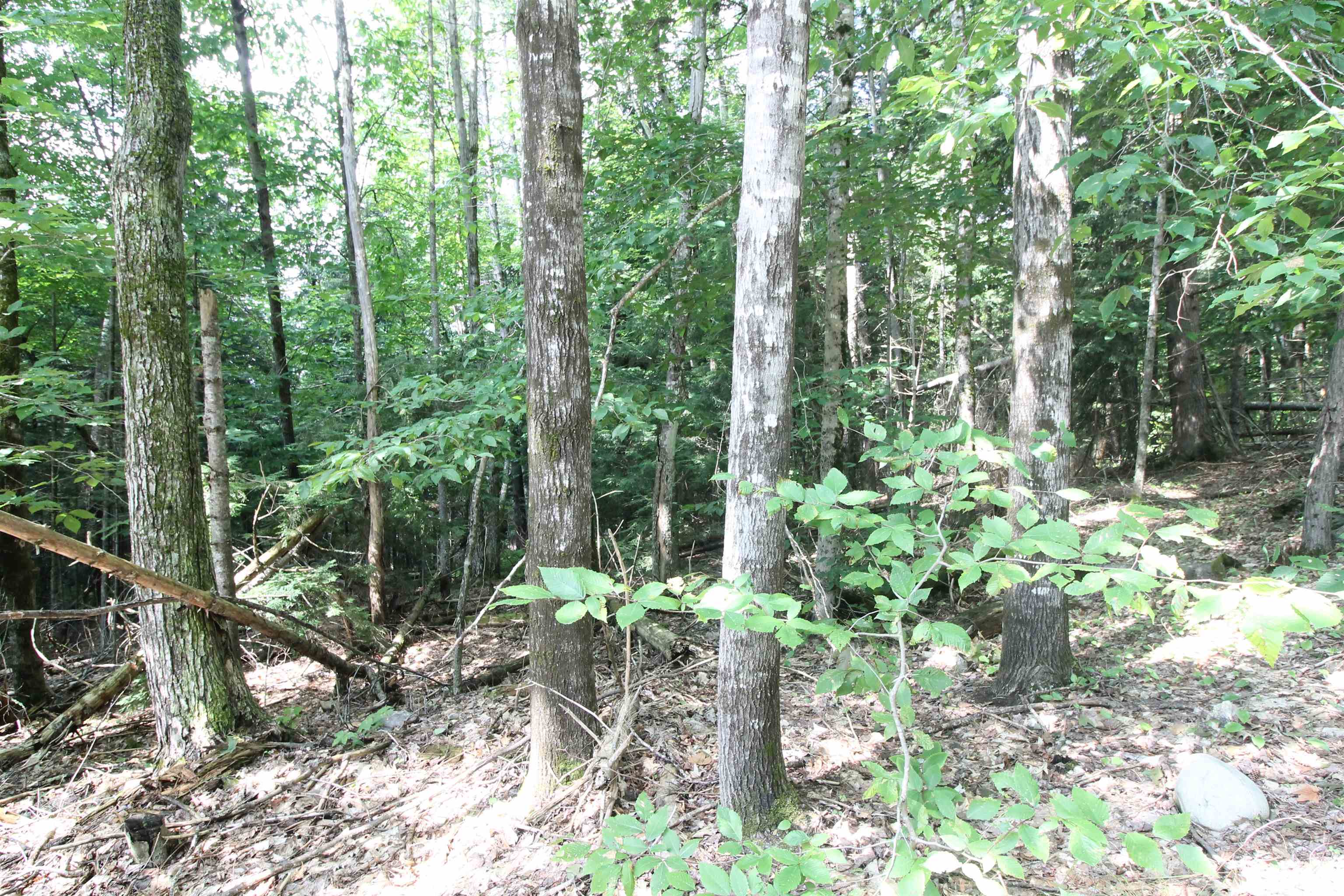 0 Treeline Road Thornton, NH 03285 - Photo 7 of 19