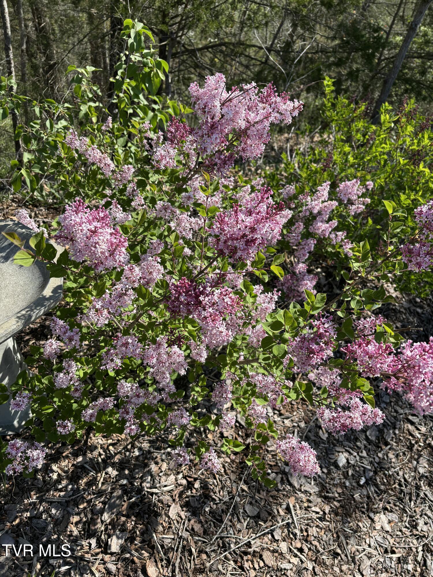 701 Doc Hawkins Road Greeneville, TN 37745 - Photo 47 of 51 IMG_1142