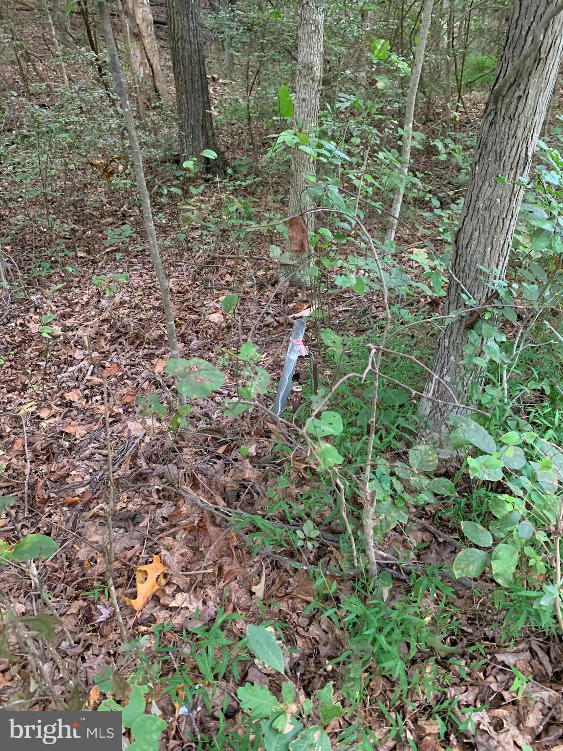 13.1 West Branch Road, Unit PARCEL Berkeley Springs, WV 25411 - Photo 11 of 23 2nd Front Southeast corner marked