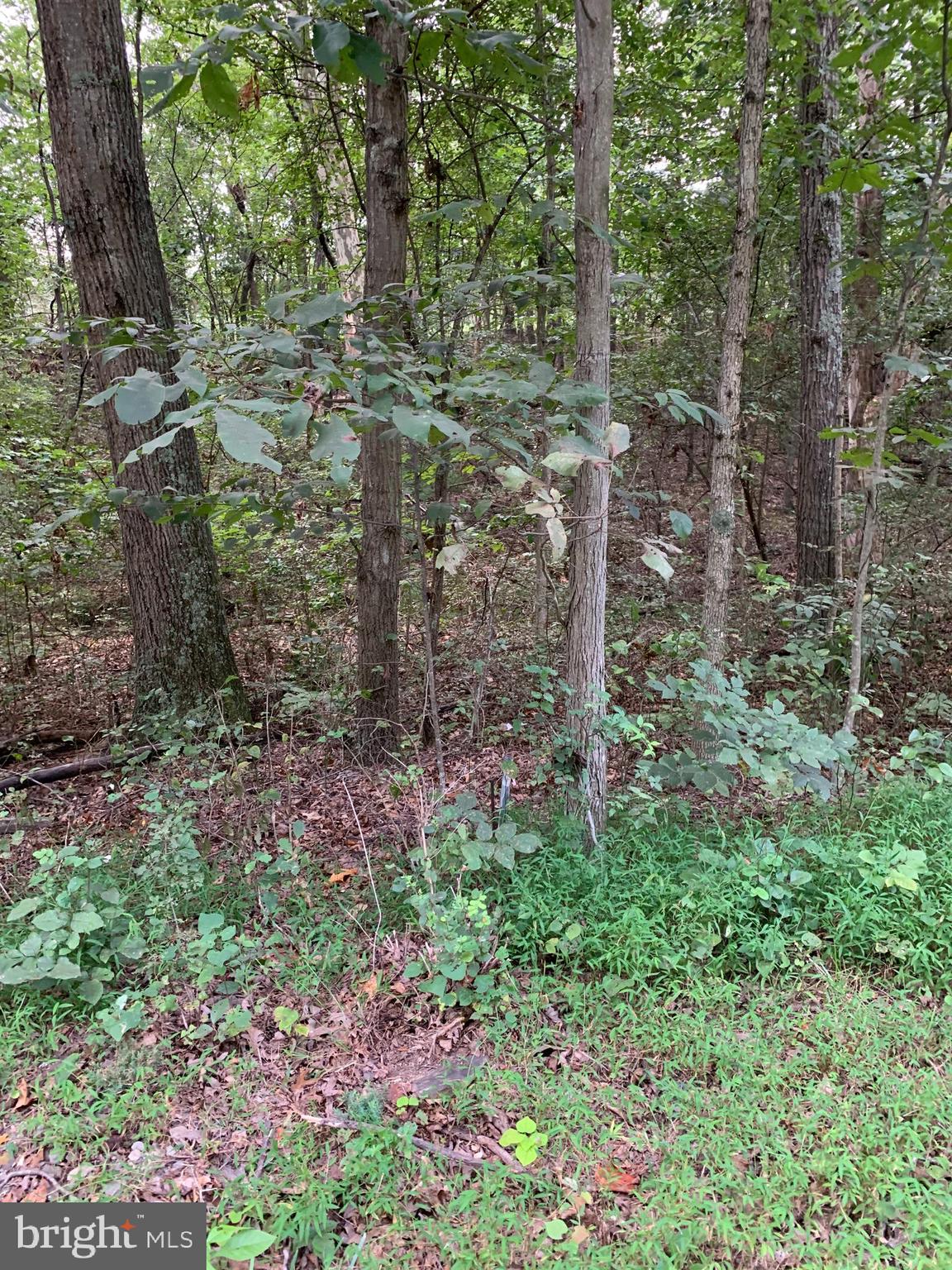 13.1 West Branch Road, Unit PARCEL Berkeley Springs, WV 25411 - Photo 12 of 23 Southeast end of property