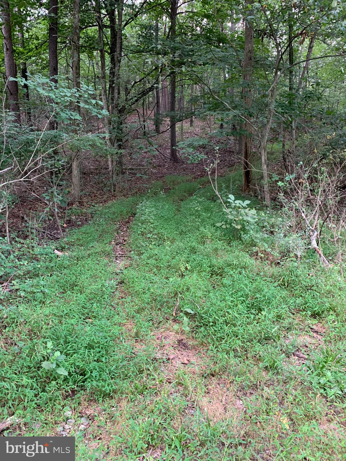 13.1 West Branch Road, Unit PARCEL Berkeley Springs, WV 25411 - Photo 14 of 23 Road on property