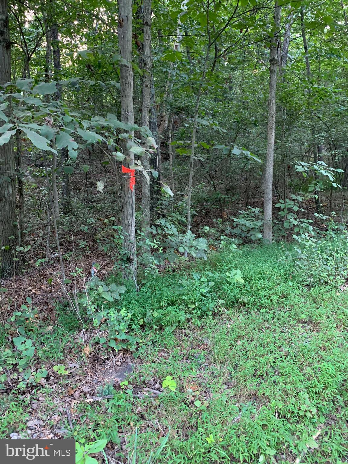 13.1 West Branch Road, Unit PARCEL Berkeley Springs, WV 25411 - Photo 16 of 23 Southeast front corner marked.