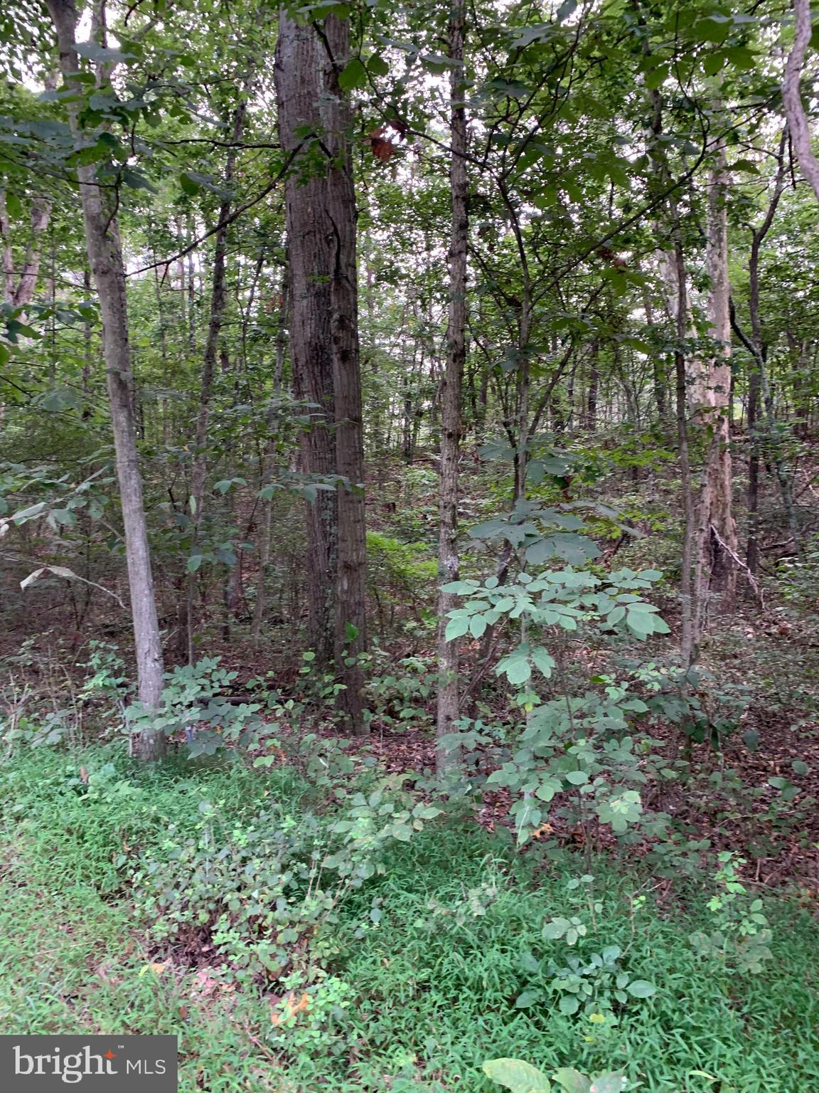 13.1 West Branch Road, Unit PARCEL Berkeley Springs, WV 25411 - Photo 18 of 23 Along the front of property