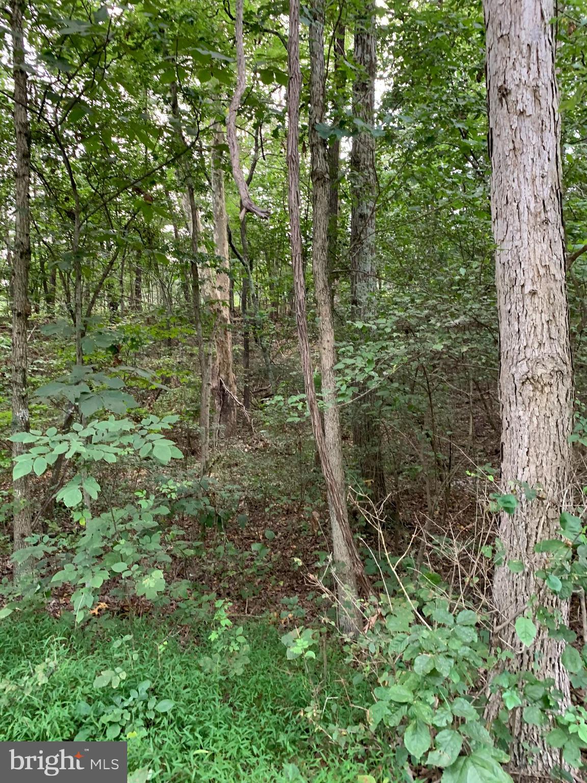 13.1 West Branch Road, Unit PARCEL Berkeley Springs, WV 25411 - Photo 19 of 23 Along the front of property