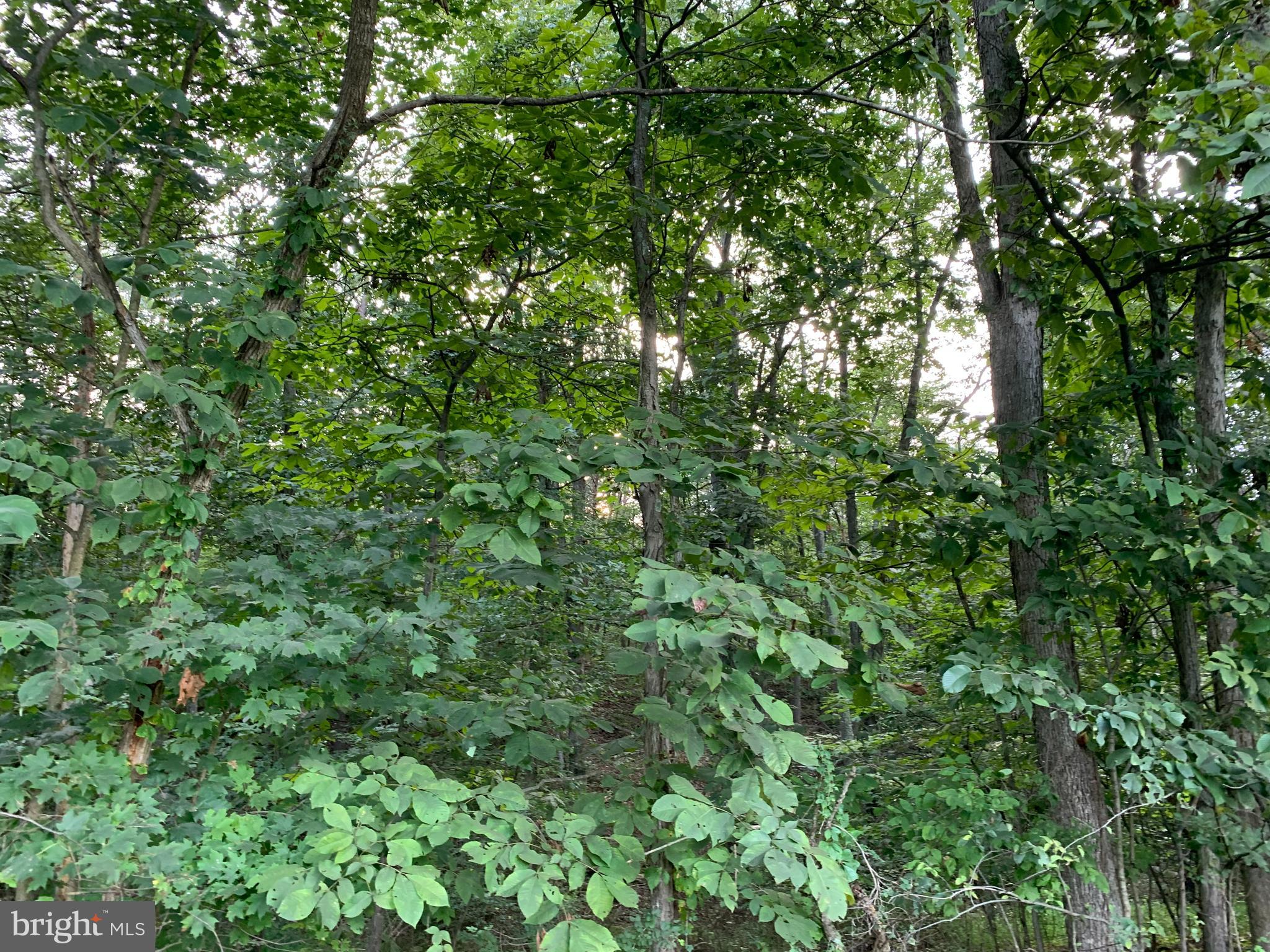 13.1 West Branch Road, Unit PARCEL Berkeley Springs, WV 25411 - Photo 20 of 23 Southeast area of the property