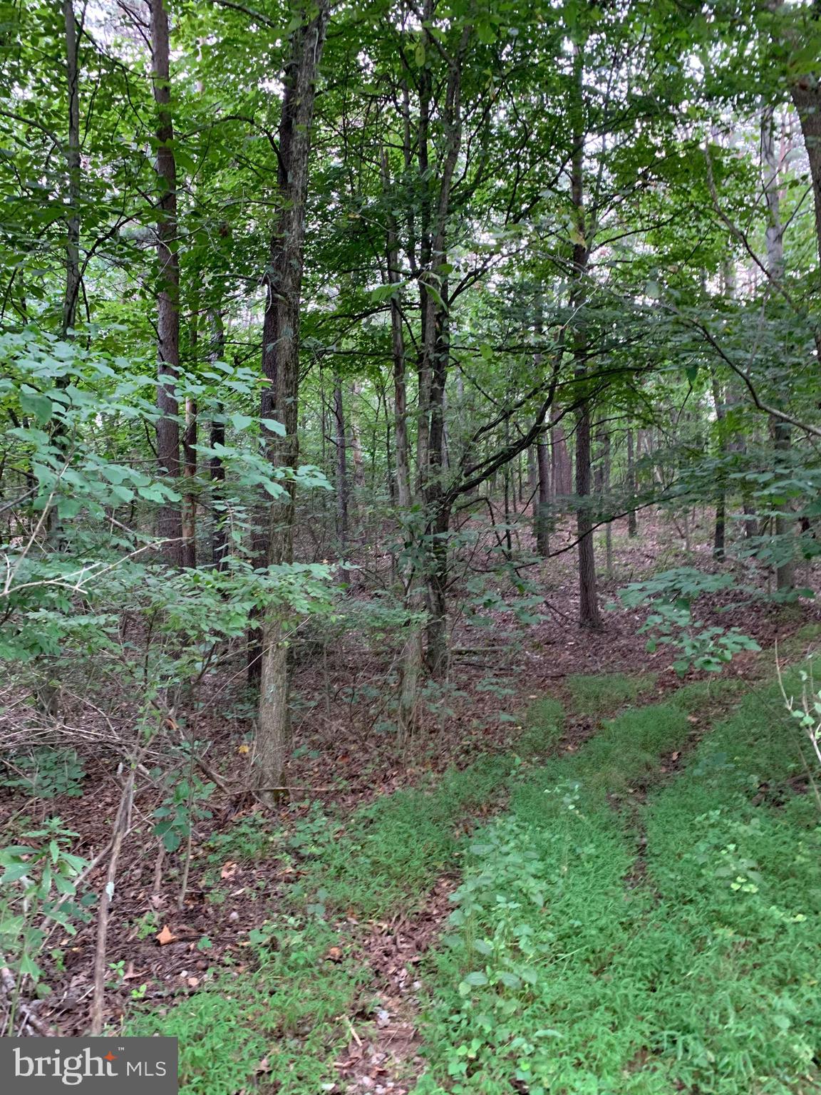 13.1 West Branch Road, Unit PARCEL Berkeley Springs, WV 25411 - Photo 9 of 23 Road into property