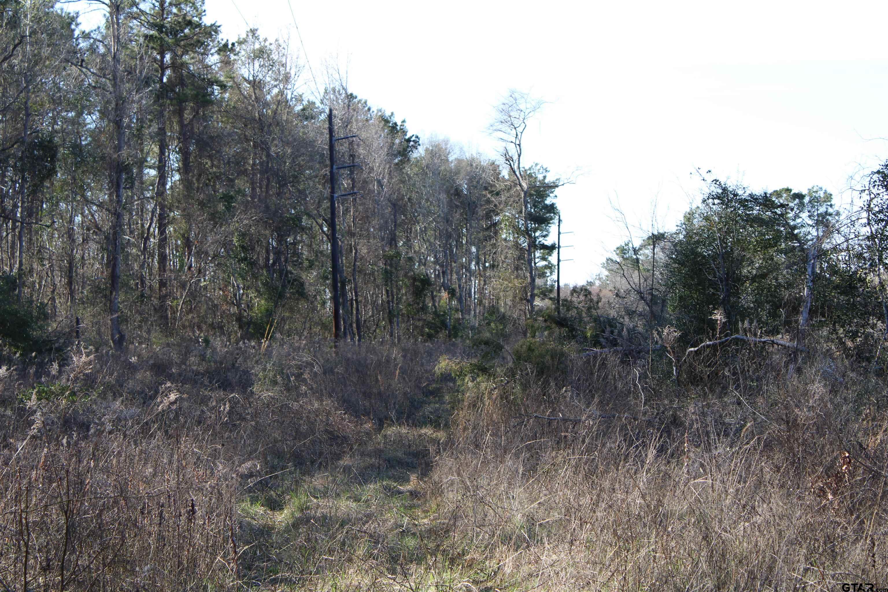 a view of a forest with trees in the background
