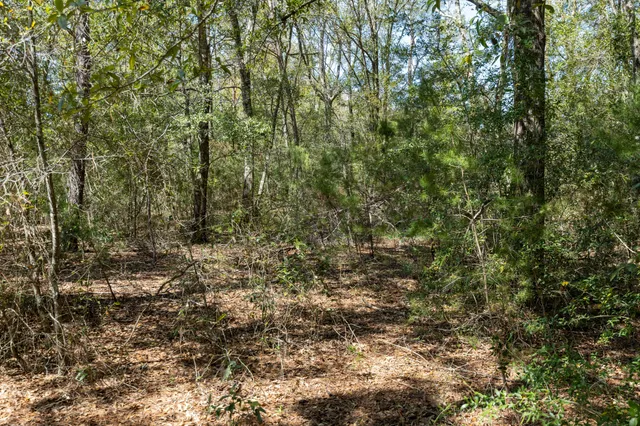 a view of a forest with lush green forest