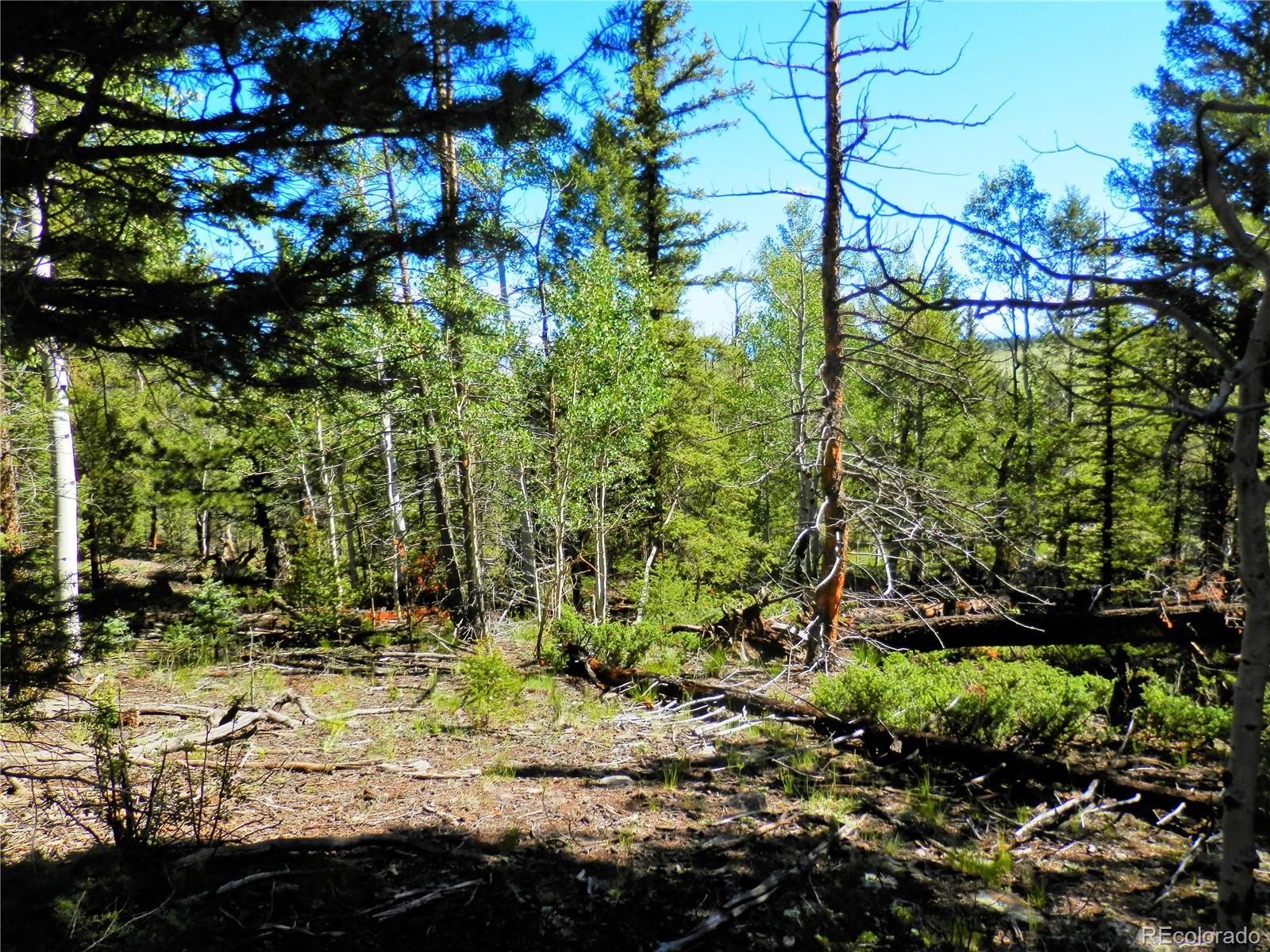 2964 Campfire Road Hartsel, CO 80449 - Photo 11 of 26 a view of a tree with a yard