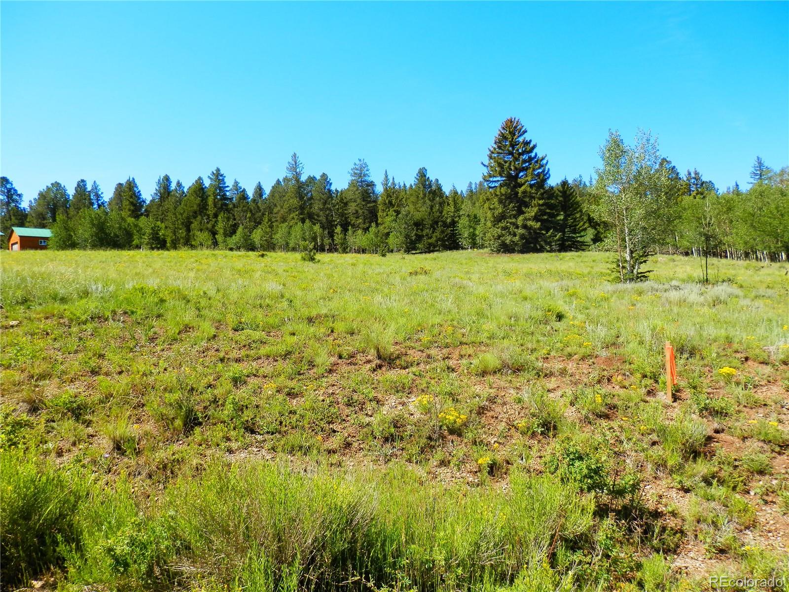 2964 Campfire Road Hartsel, CO 80449 - Photo 25 of 26 a view of a yard with an trees
