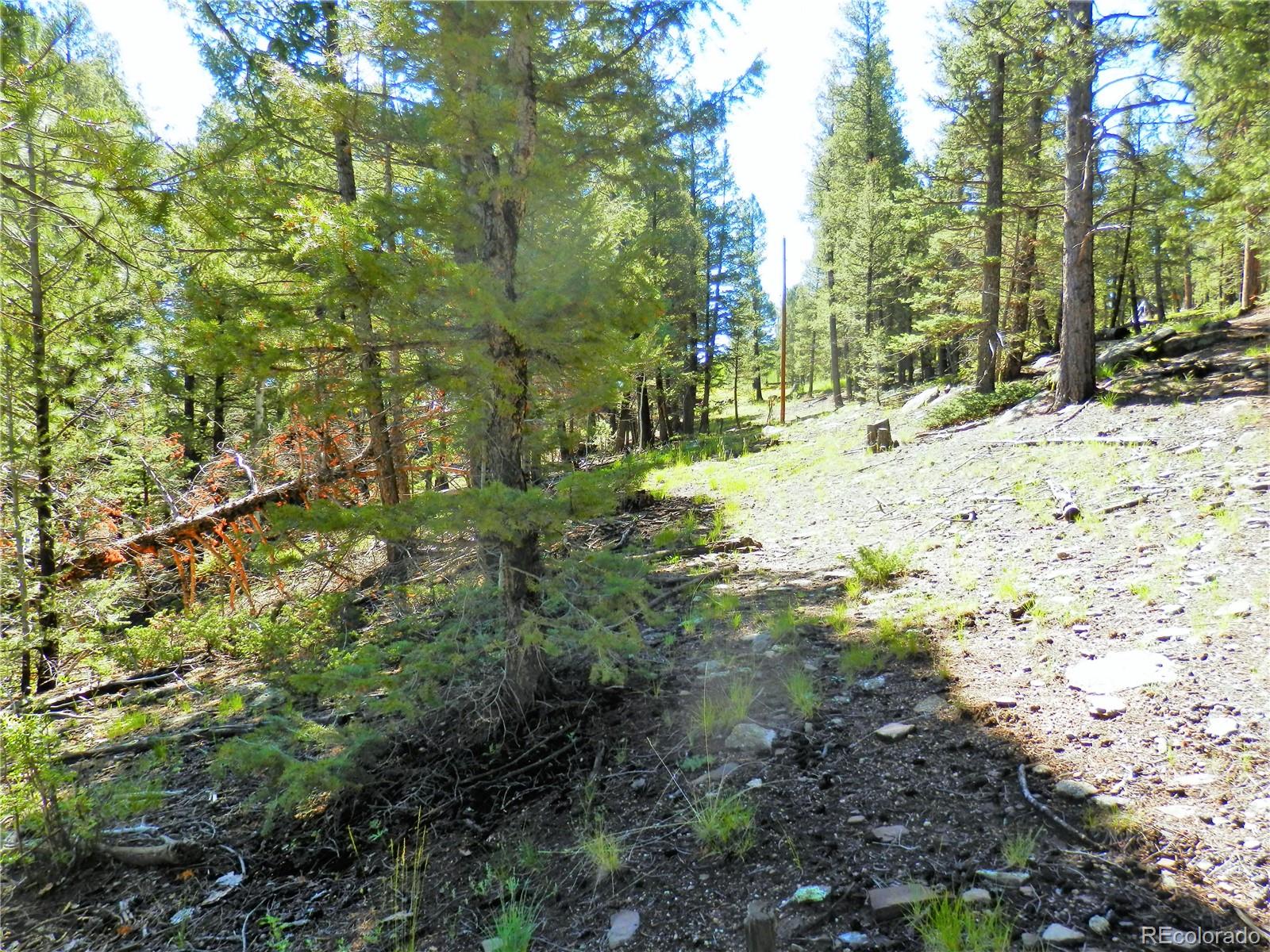 2964 Campfire Road Hartsel, CO 80449 - Photo 8 of 26 a view of a yard with plants and trees