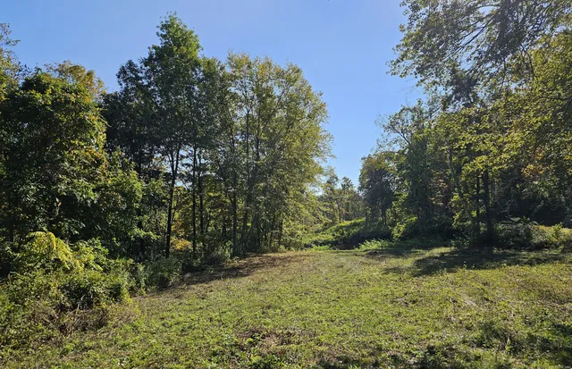 a view of a yard with plants and large trees