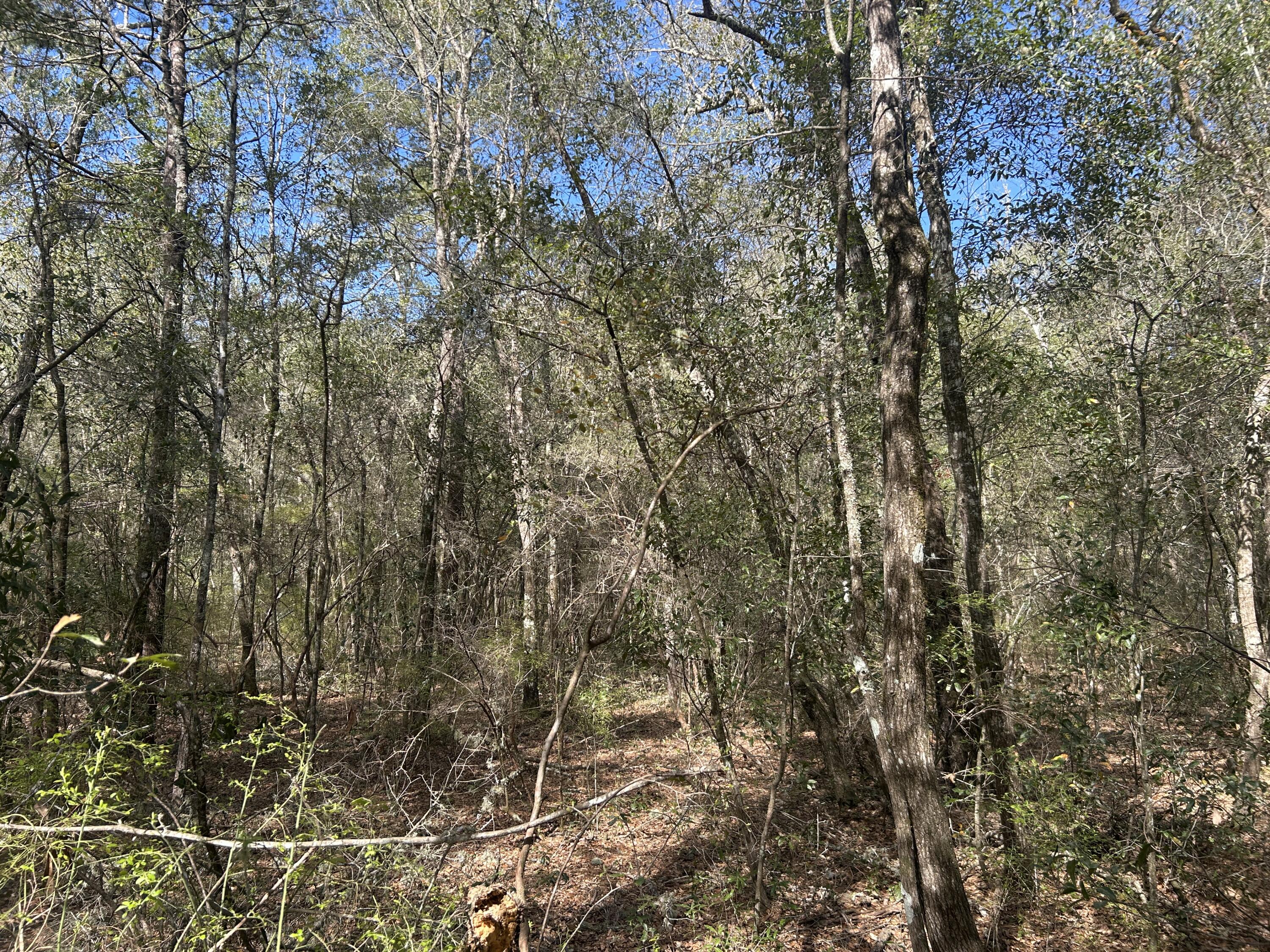 11 Boat Landing Road Ridgeville, SC 29472 - Photo 7 of 16 IMG_5854