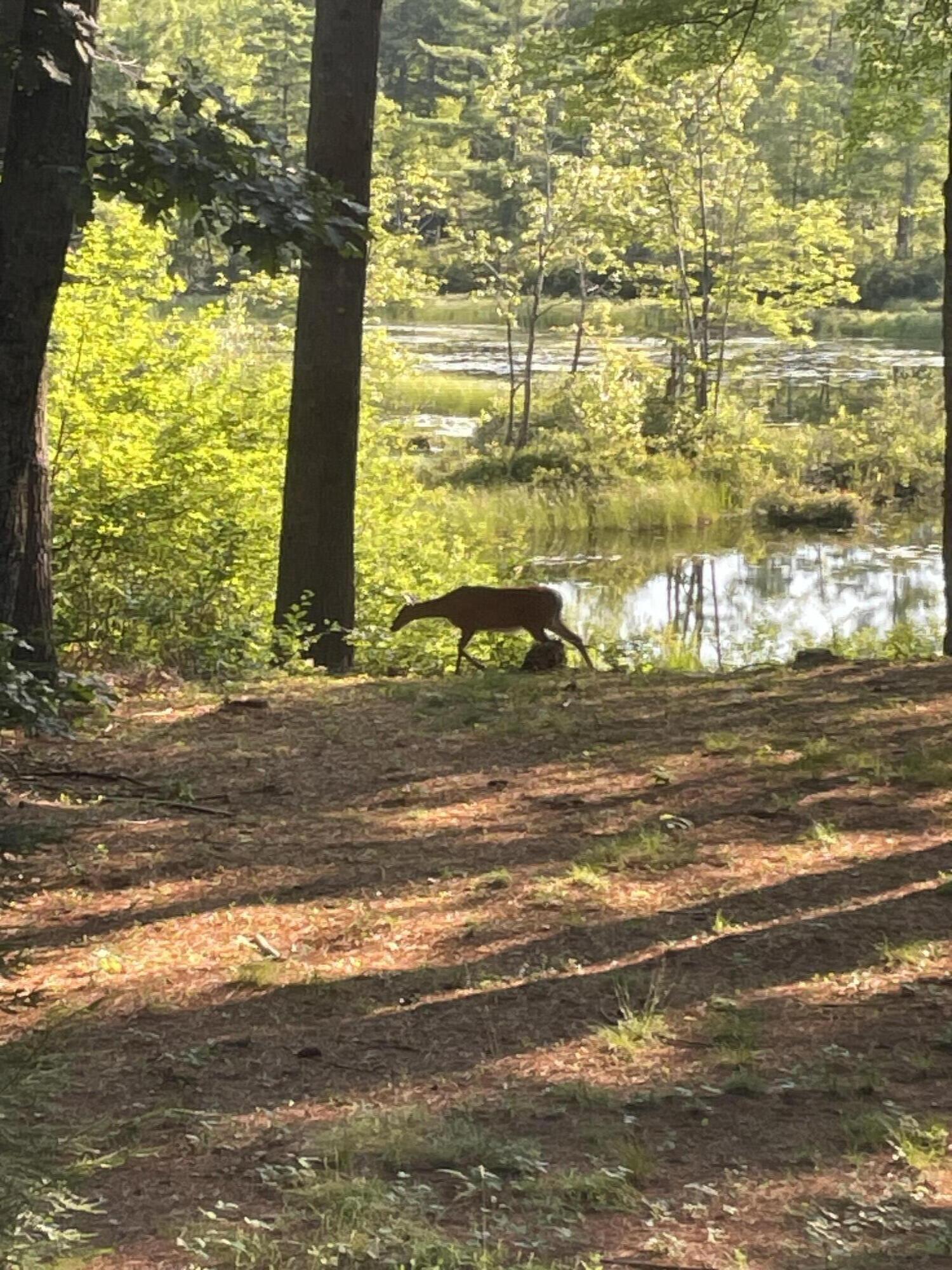 220 Greeley Brook Road Oxford, ME 04270 - Photo 51 of 55 Wildlife!