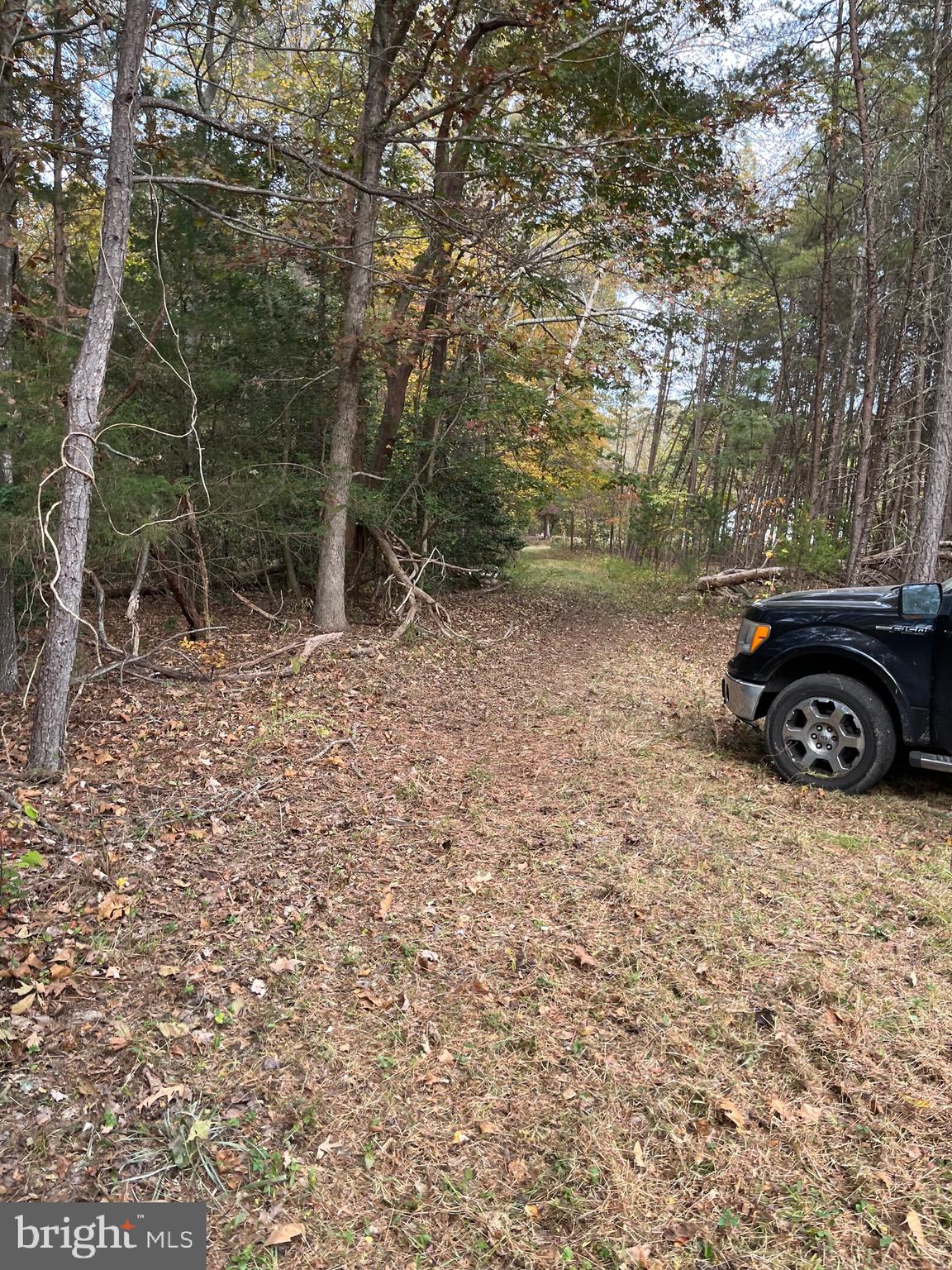 14686 Dry Bridge Road Ruther Glen, VA 22546 - Photo 2 of 4 a backyard of a house with lots of green space and trees