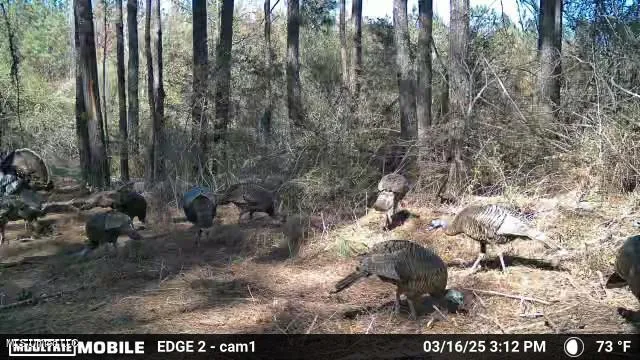 $279,000 | 4087 Dudley Rimes Road, Magnolia, MS 39652