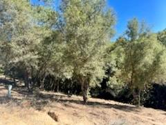 6700 Patsy Cline Lane Somerset, CA 95684 - Photo 1 of 7