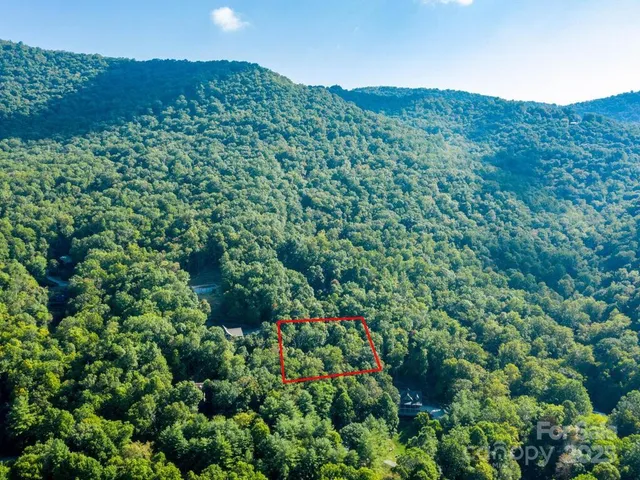 a view of a lush green forest