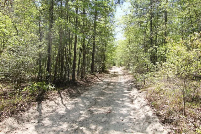 a view of a forest with trees