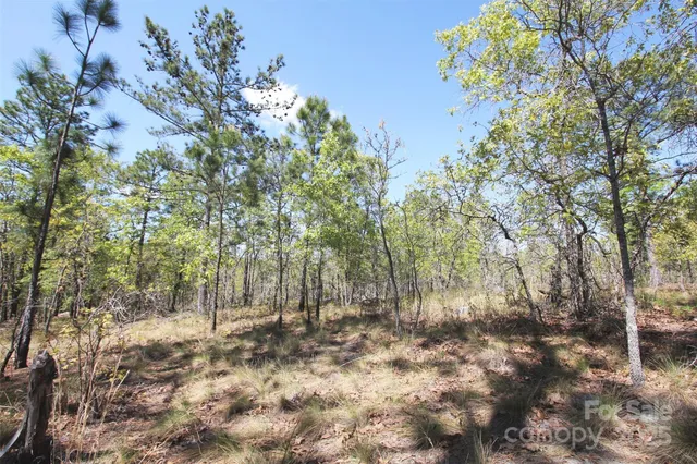 an aerial view of forest