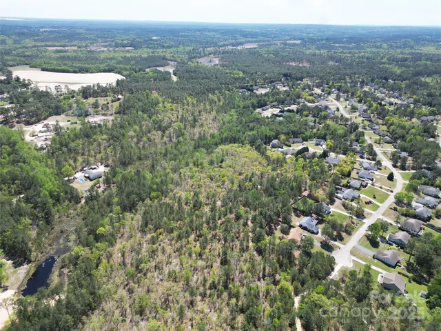 a view of a forest with a tree
