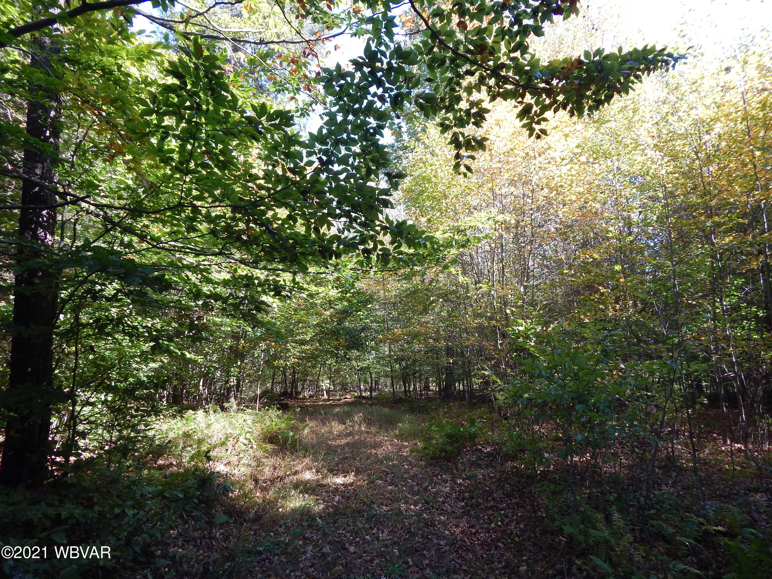 0 Cogan House Road, Unit LOT 2 Trout Run, PA 17771 - Photo 3 of 8 Gallery Image 3