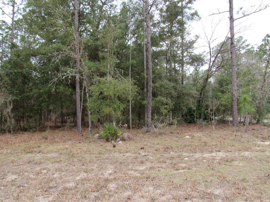 Lovely Build Lot In the Forest