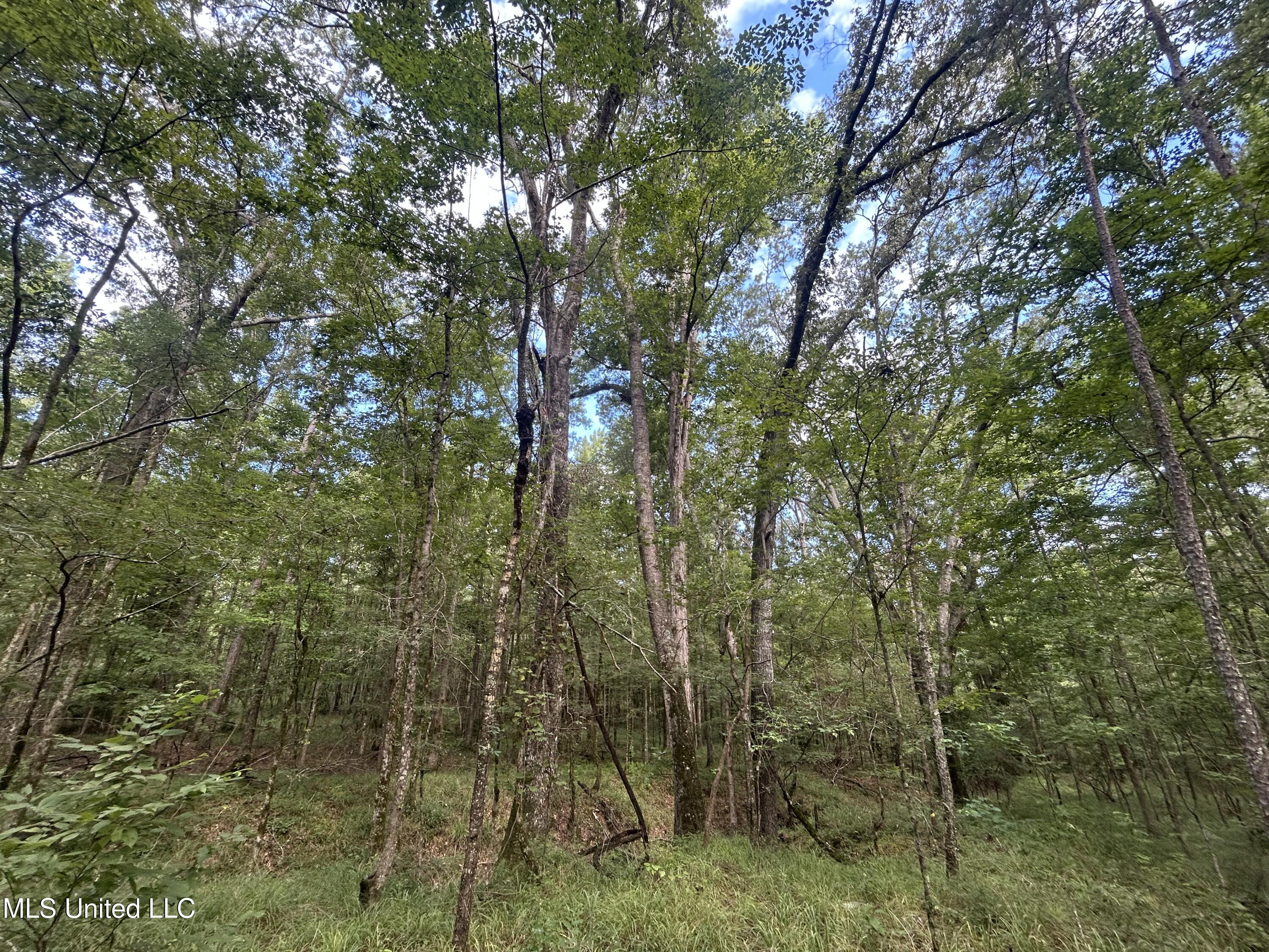 0 Raymond Road Hazlehurst, MS 39083 - Photo 8 of 14 IMG_9779