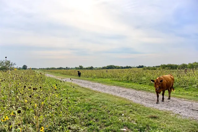 a view of a yard and an ocean view