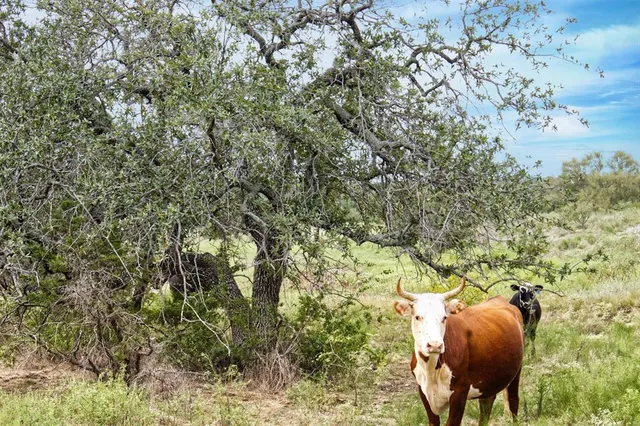 a view of a yellow plant