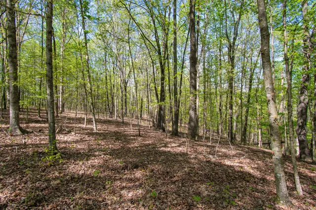 a view of outdoor space with lots of trees