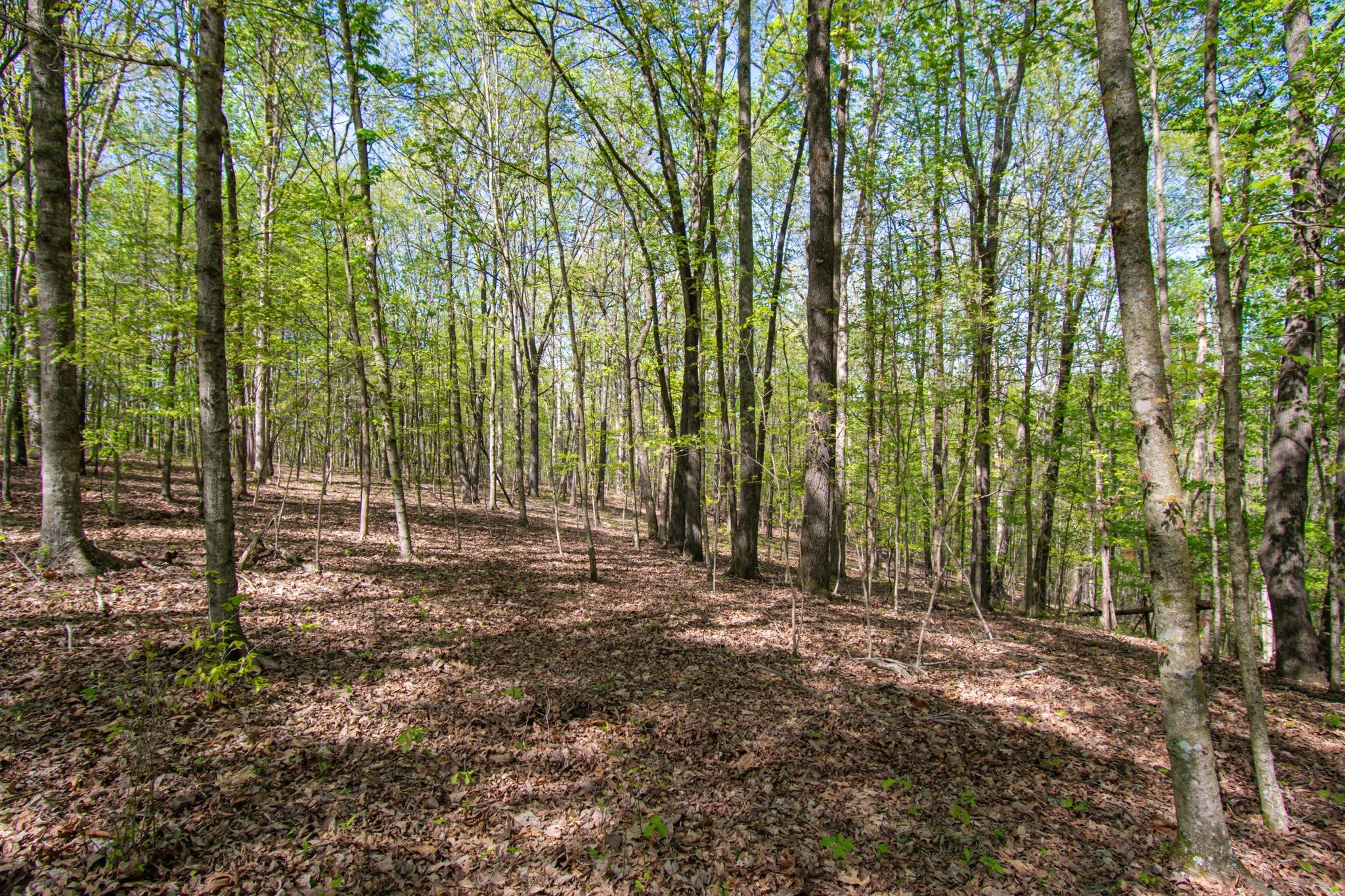 1555 Dog Hollow Road Lynnville, TN 38472 - Photo 11 of 23