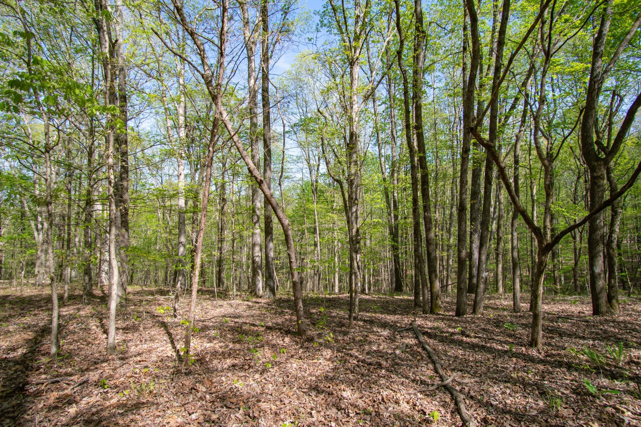 1555 Dog Hollow Road Lynnville, TN 38472 - Photo 12 of 23