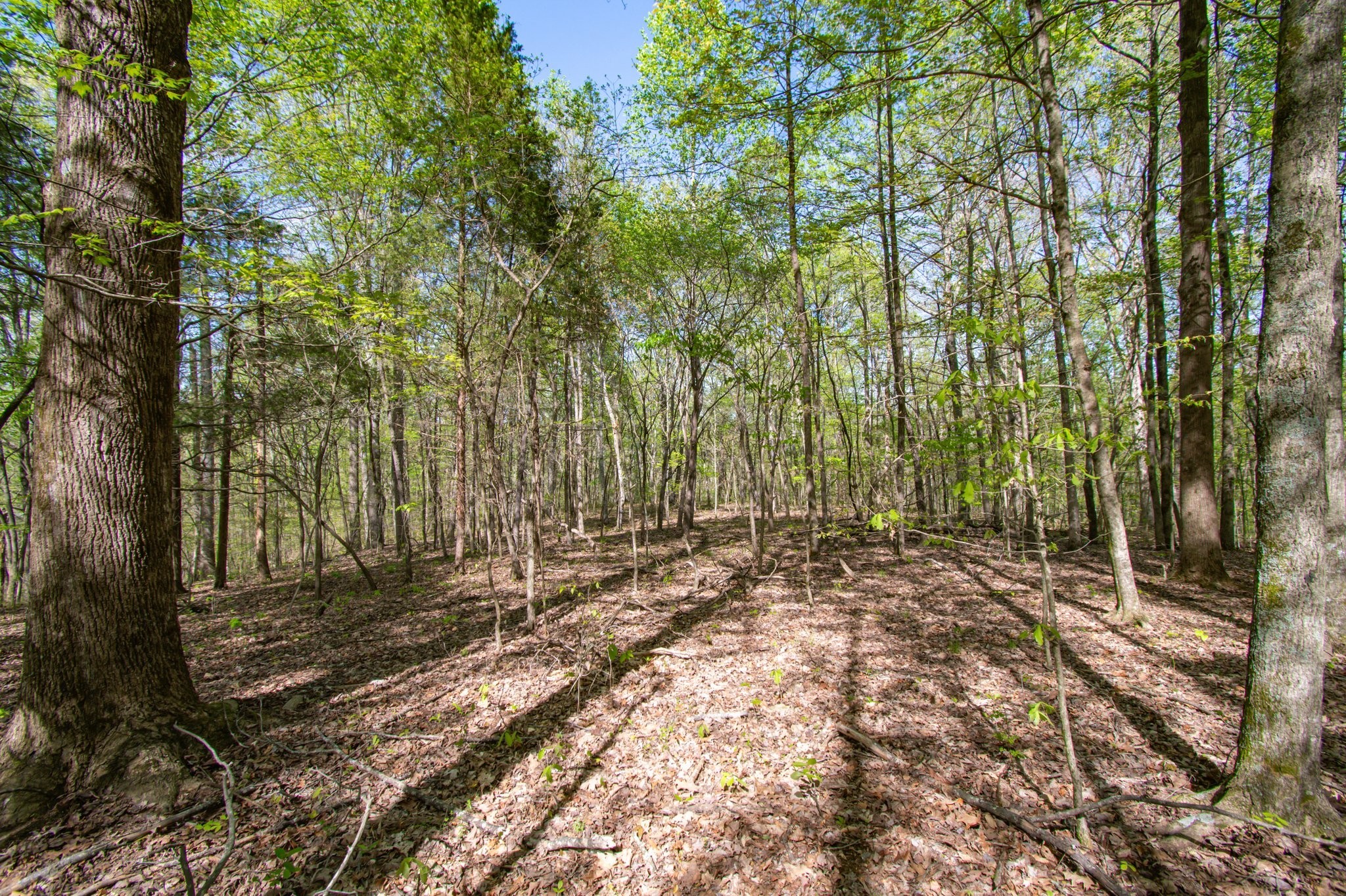 1555 Dog Hollow Road Lynnville, TN 38472 - Photo 13 of 23