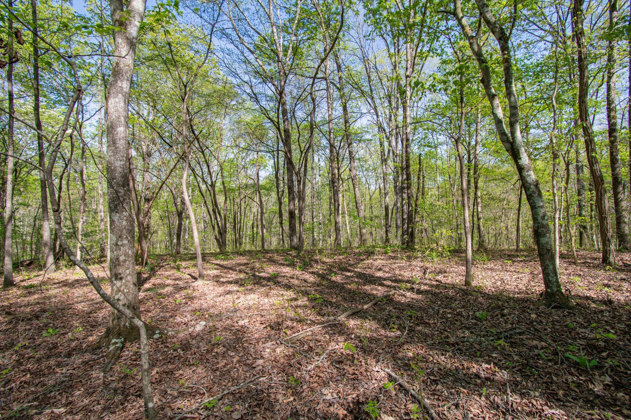 1555 Dog Hollow Road Lynnville, TN 38472 - Photo 14 of 23