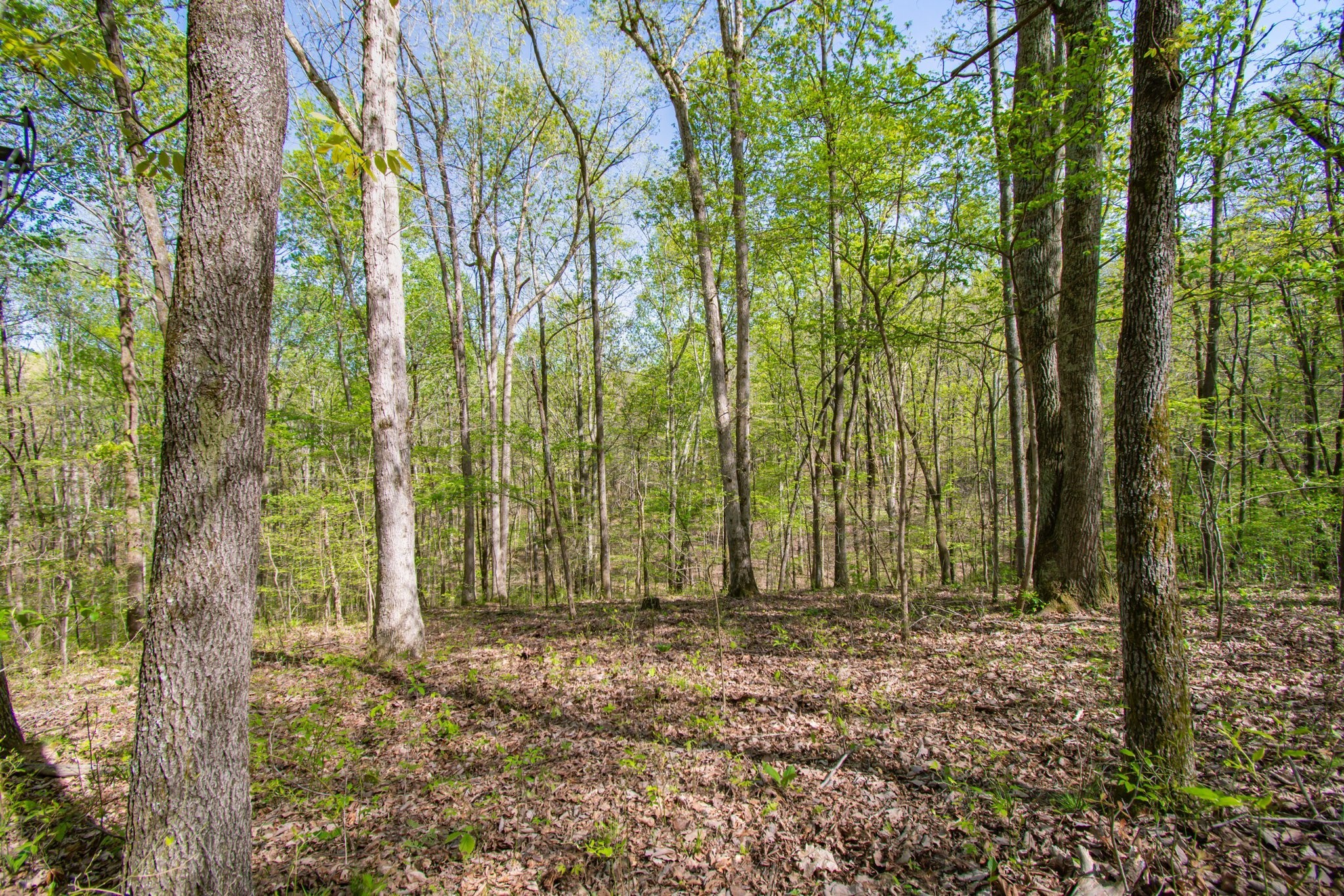 1555 Dog Hollow Road Lynnville, TN 38472 - Photo 15 of 23