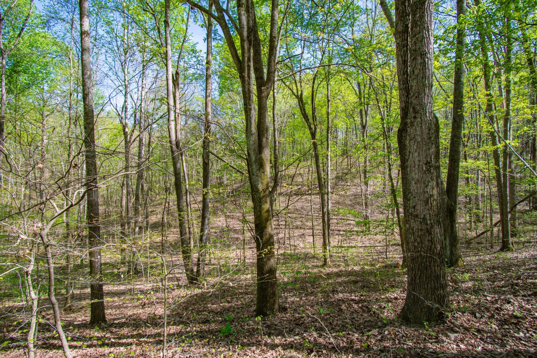 1555 Dog Hollow Road Lynnville, TN 38472 - Photo 16 of 23