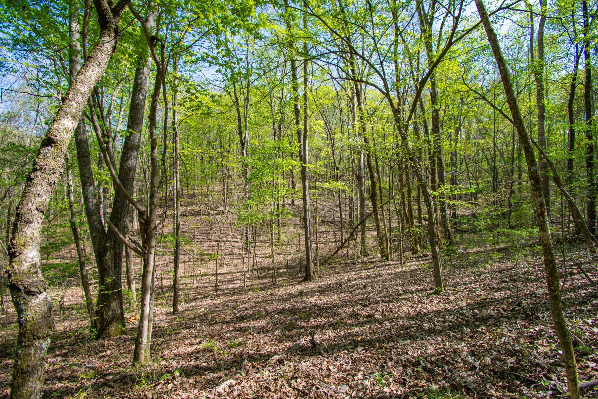 1555 Dog Hollow Road Lynnville, TN 38472 - Photo 17 of 23