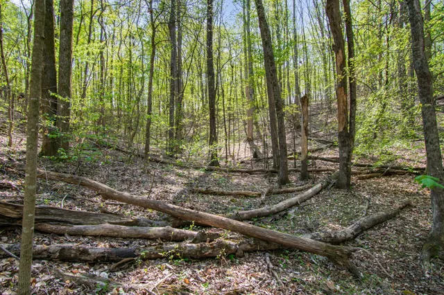 a view of a yard with plants and large trees