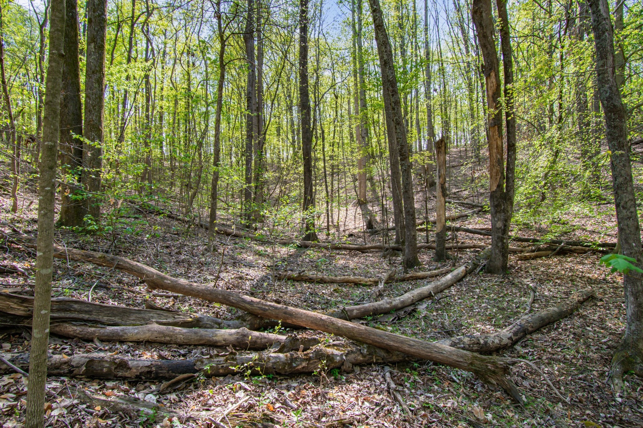 1555 Dog Hollow Road Lynnville, TN 38472 - Photo 18 of 23