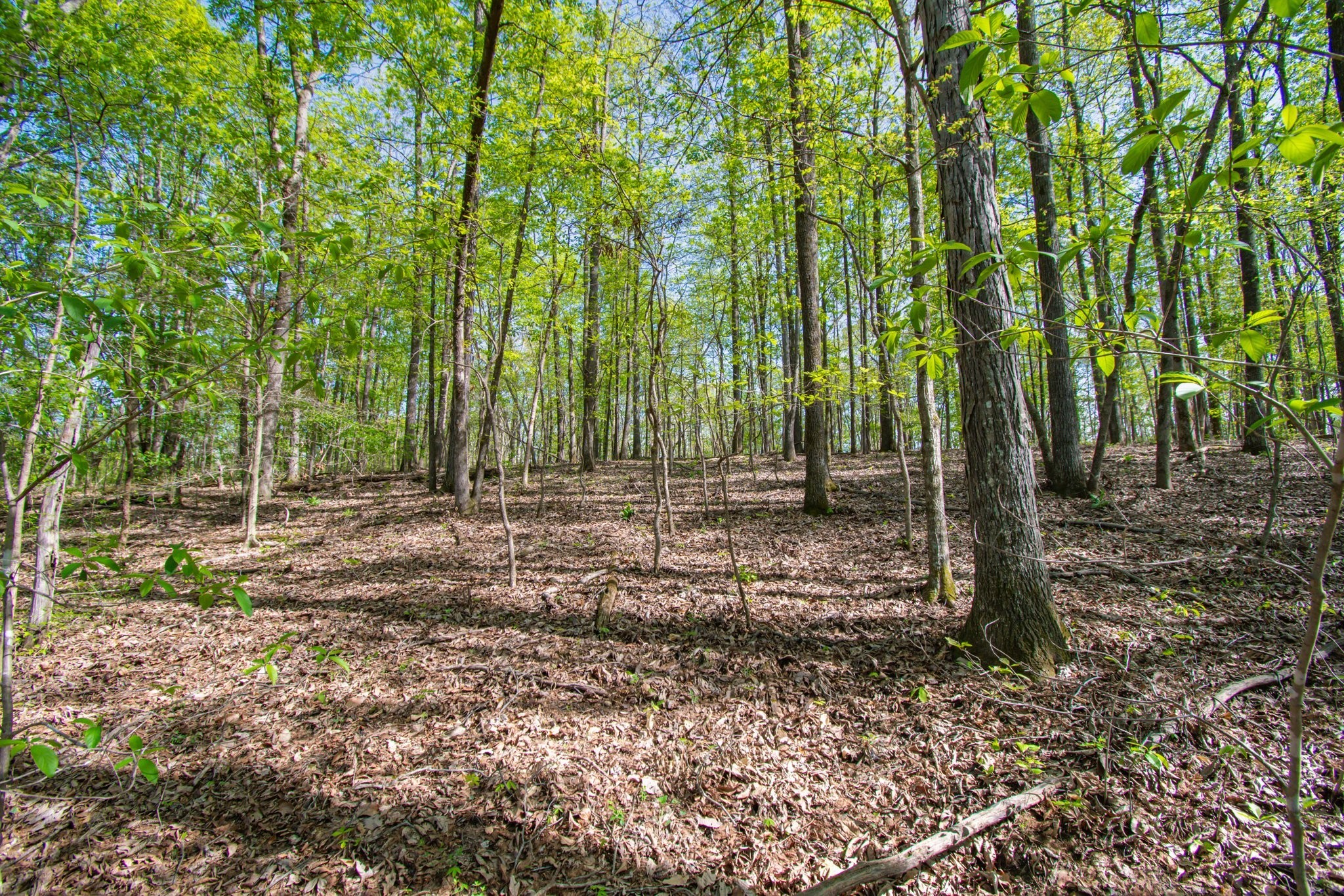 1555 Dog Hollow Road Lynnville, TN 38472 - Photo 19 of 23