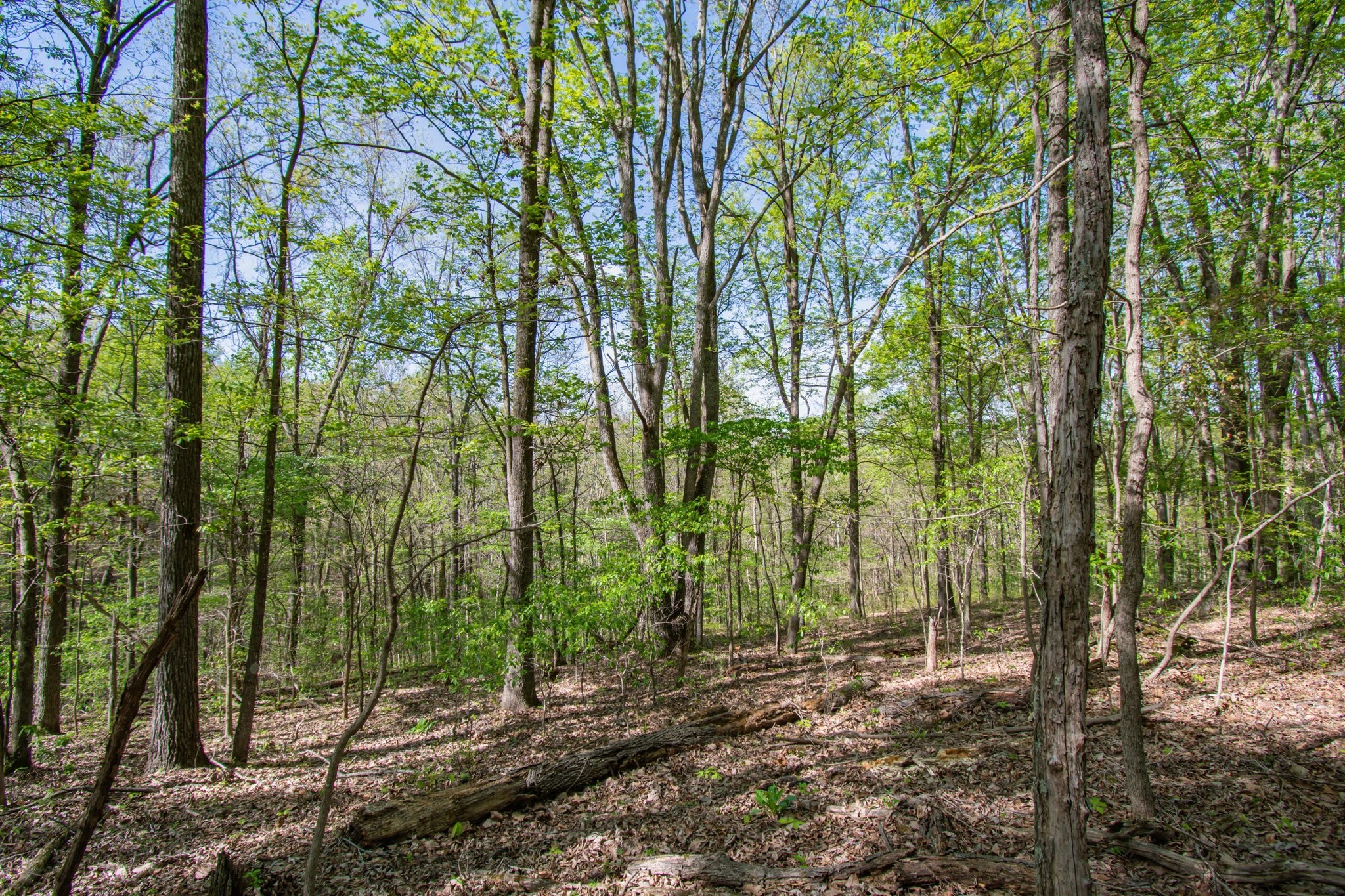 1555 Dog Hollow Road Lynnville, TN 38472 - Photo 20 of 23