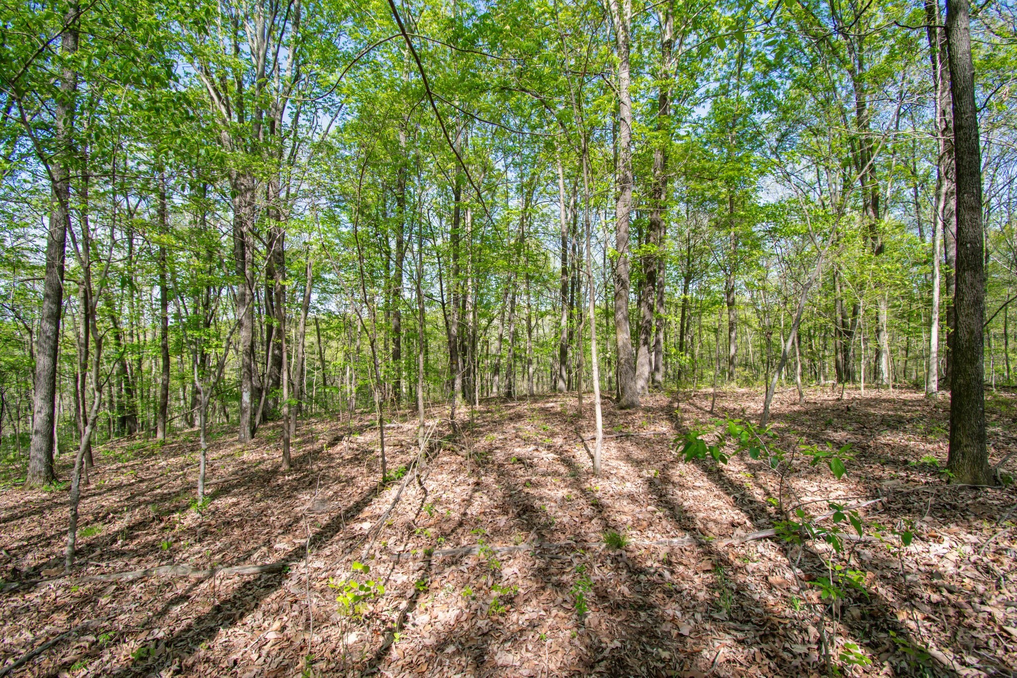 1555 Dog Hollow Road Lynnville, TN 38472 - Photo 21 of 23