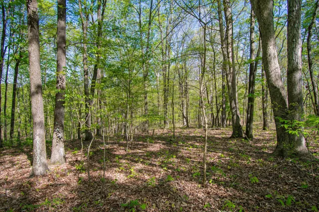 a view of outdoor space with trees