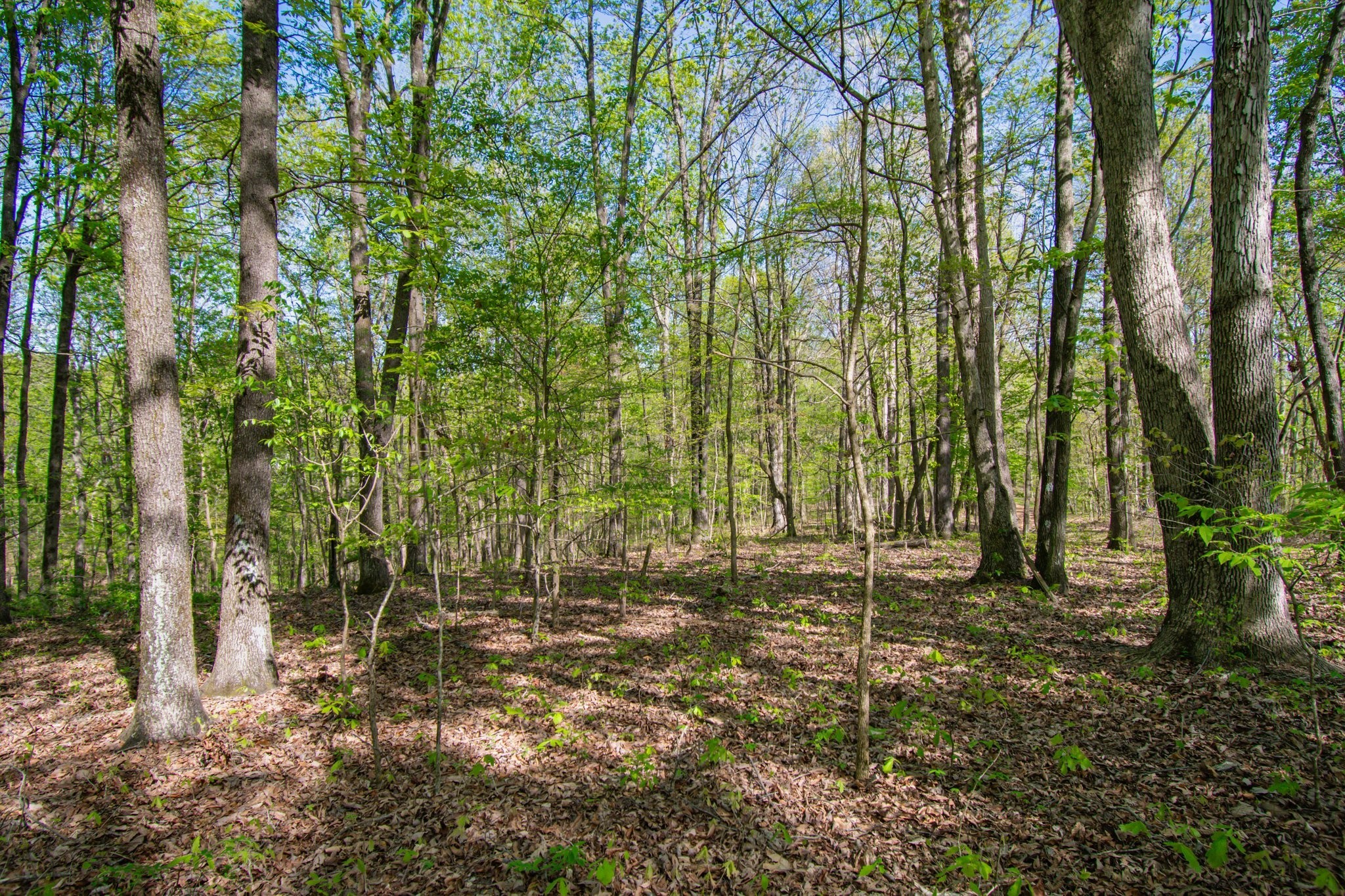 1555 Dog Hollow Road Lynnville, TN 38472 - Photo 22 of 23