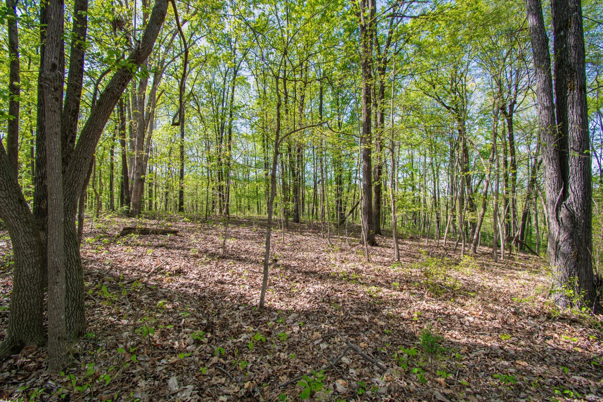 1555 Dog Hollow Road Lynnville, TN 38472 - Photo 23 of 23