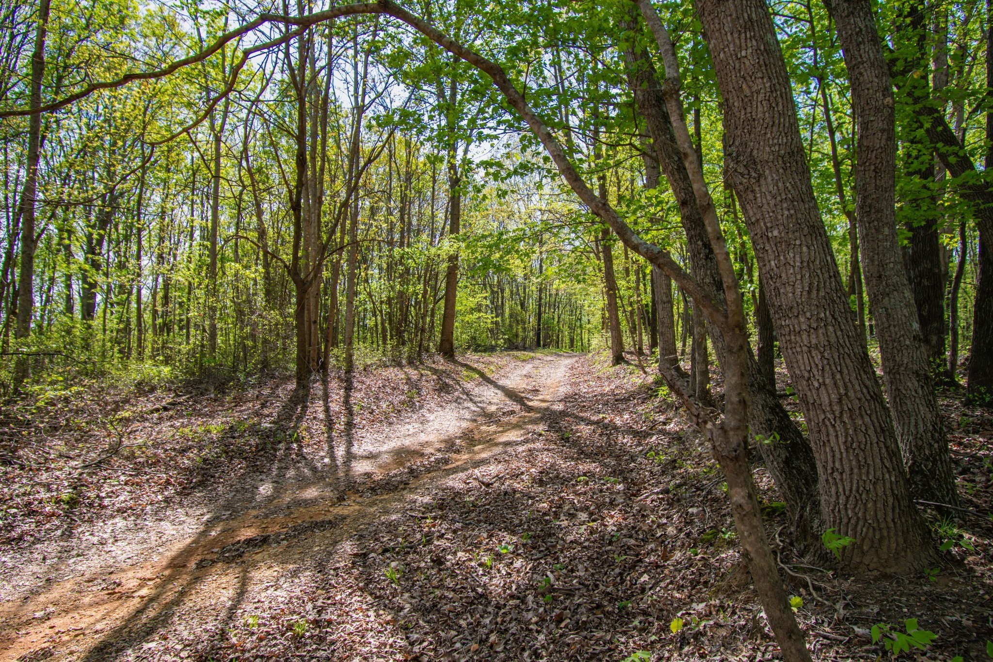 1555 Dog Hollow Road Lynnville, TN 38472 - Photo 6 of 23