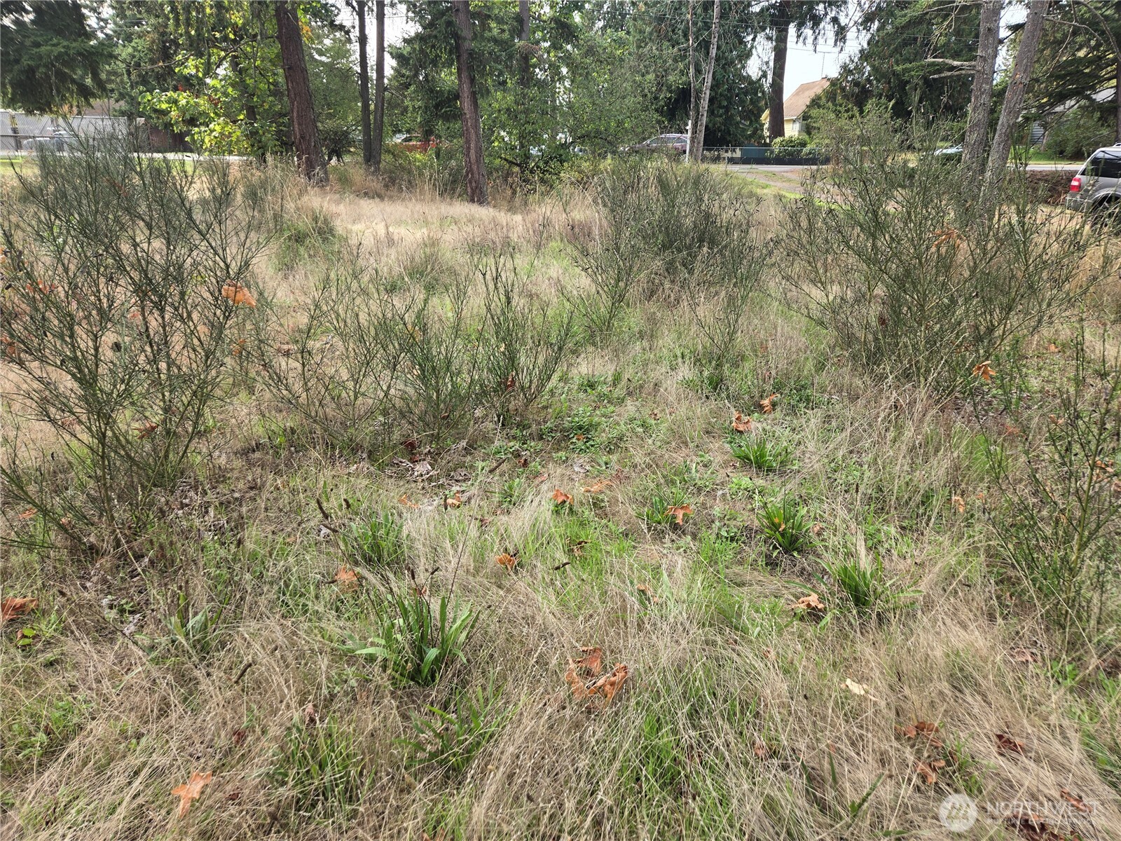 2-xxx R Street Southeast Auburn, WA 98002 - Photo 16 of 21 a view of a forest with a tree