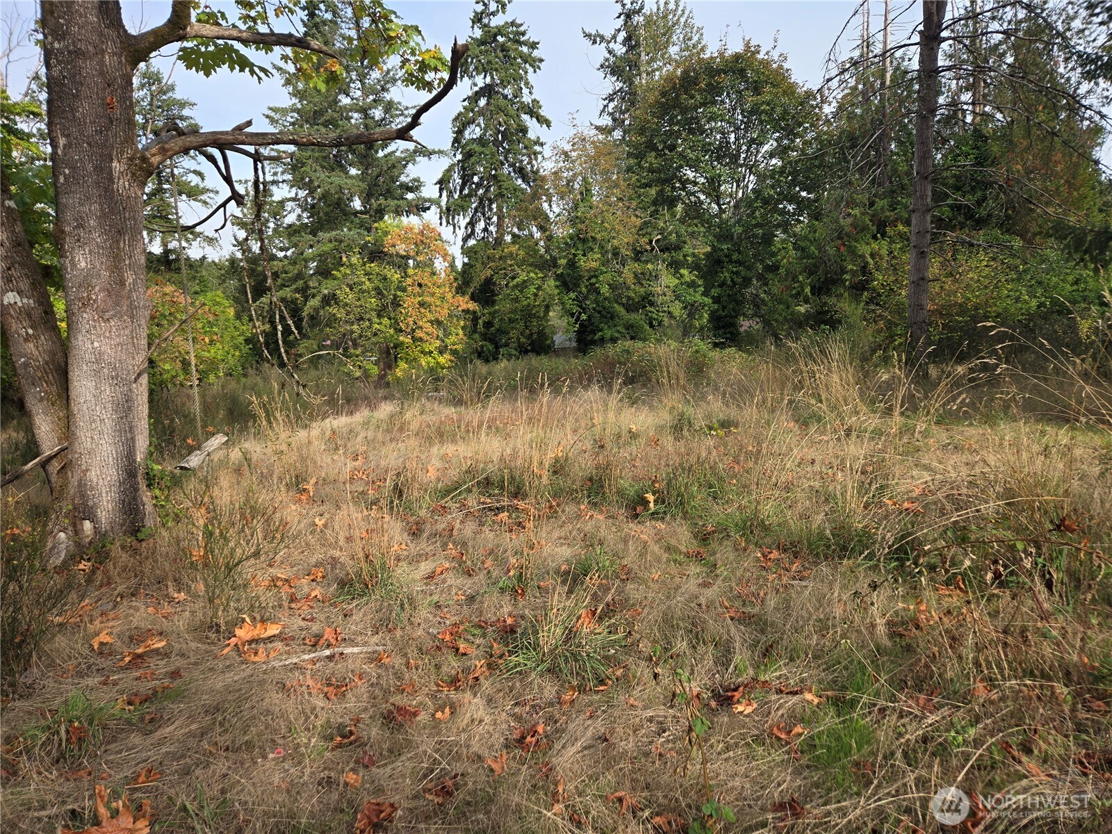 2-xxx R Street Southeast Auburn, WA 98002 - Photo 17 of 21 a view of a forest with trees in the background