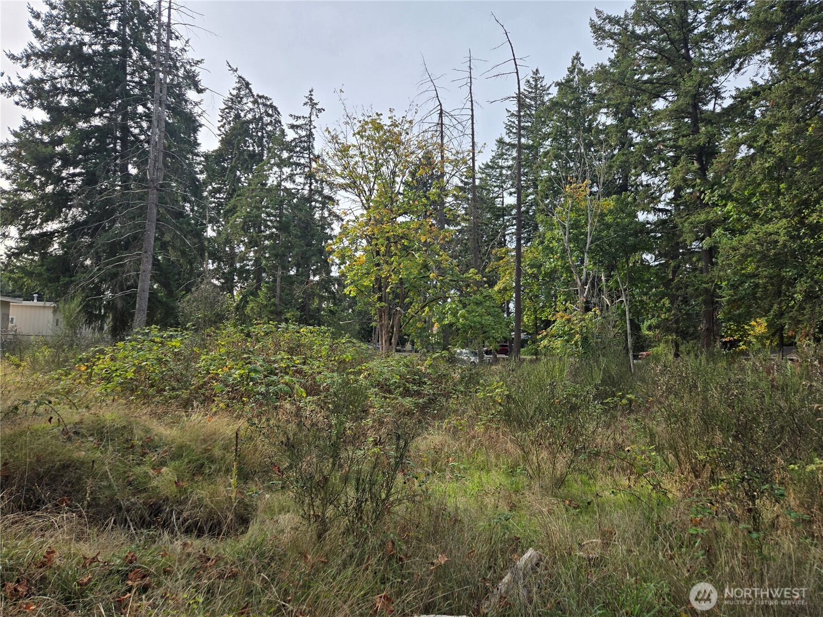 2-xxx R Street Southeast Auburn, WA 98002 - Photo 8 of 21 a view of a forest with trees